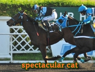 ejemplar caballo spectacular cat