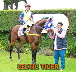 ejemplar CELTIC TIGER