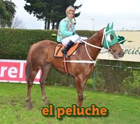 el peluche