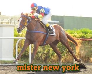 mister new york