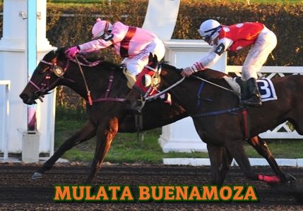 ejemplar MULATA BUENAMOZA