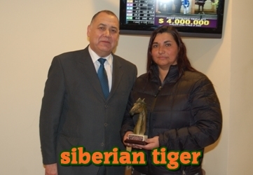 siberian tiger