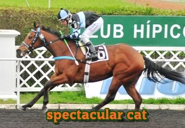 spectacular cat